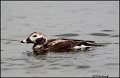 _0SB9120 long-tailed duck